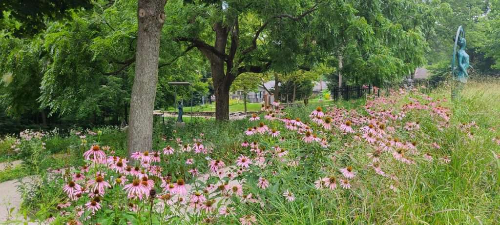 coneflowers in sculpture garden