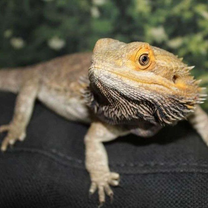 bearded dragon bearded dragon